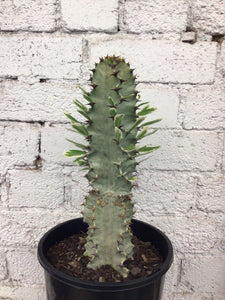 Euphorbia ammak variegata #2