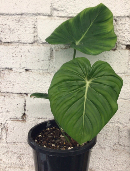 Philodendron Dean McDowell