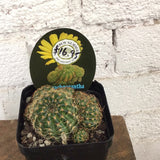 Cactus varieties 10cm pot