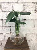 Propagation vase (Plant included)