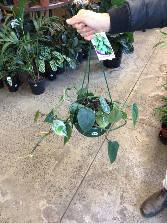 Philodendron hederaceum basket