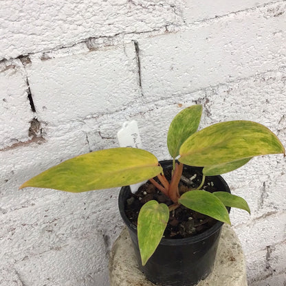 Philodendron Painted Lady