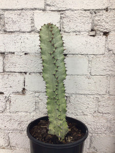Euphorbia ammak variegata #1