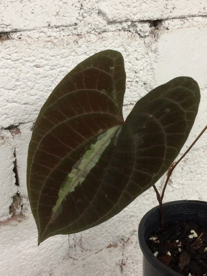 Dioscorea Discolour