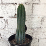 Cactus 14cm pot