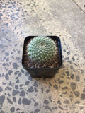Cactus varieties 10cm pot