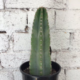 Cactus 14cm pot